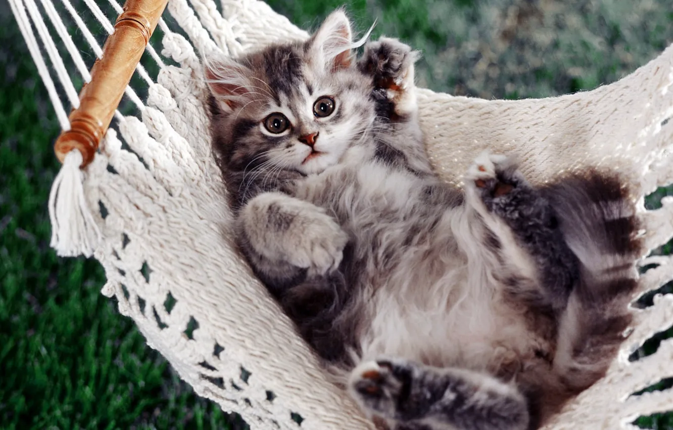 Photo wallpaper kitty, paws, hammock
