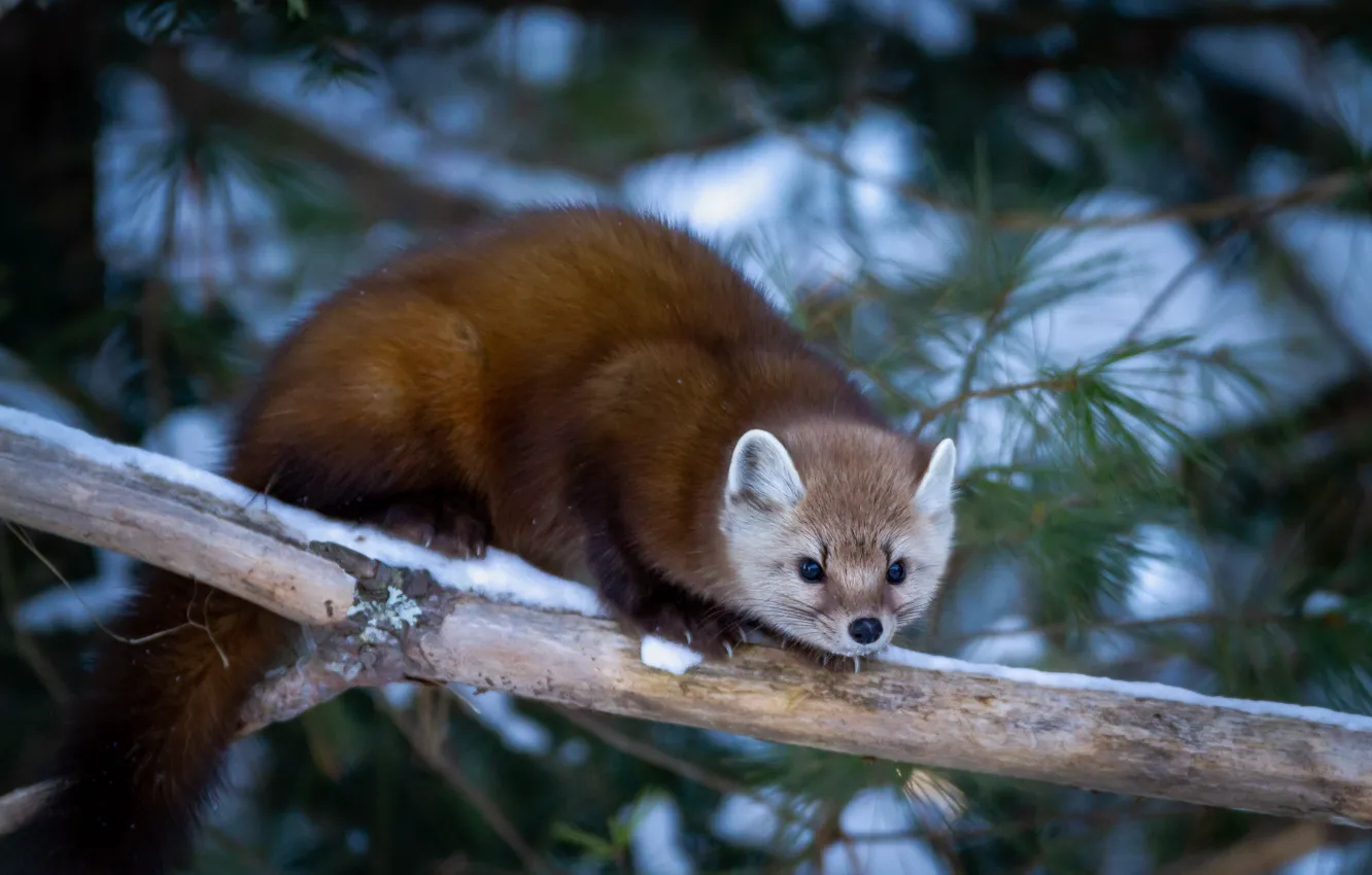 Photo wallpaper winter, tree, marten