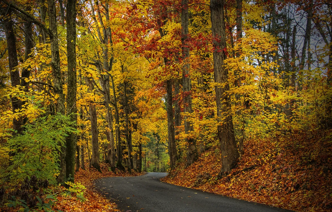 Photo wallpaper autumn, forest, leaves, trees, nature, Park, HDR, walk