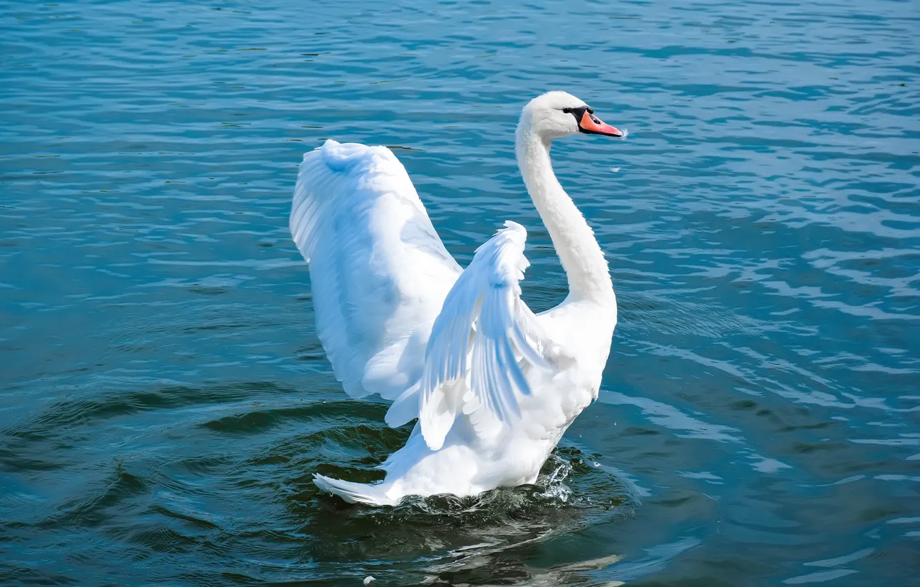 Photo wallpaper white, water, nature, pose, lake, bird, swans, pond