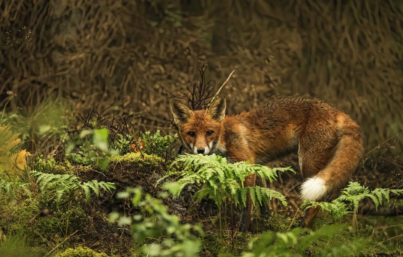 Photo wallpaper look, nature, pose, thickets, Fox, fern, bokeh