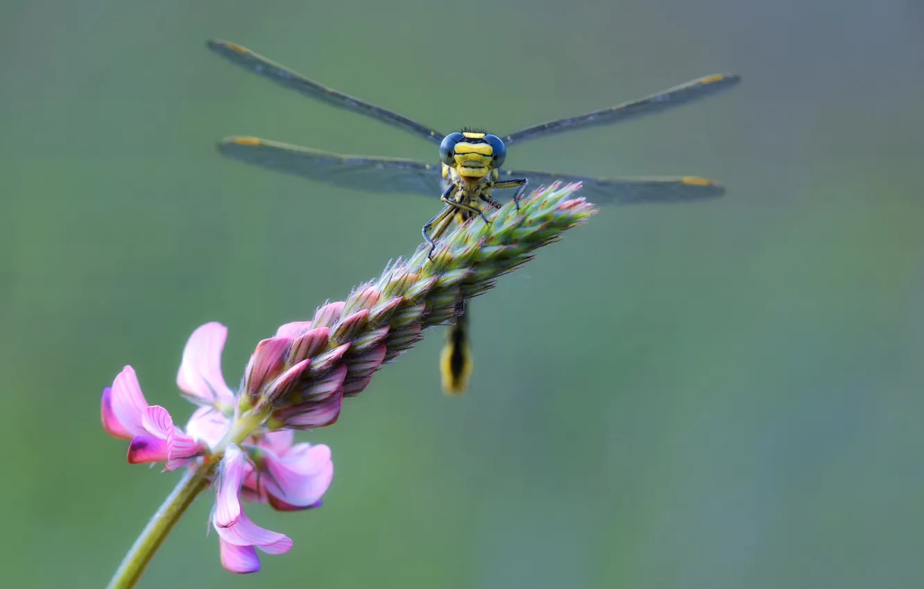 Photo wallpaper macro, flowers, branches, dragonfly