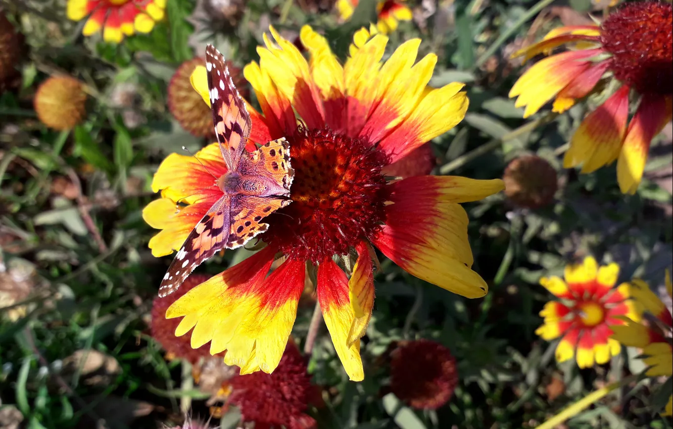 Photo wallpaper flowers, heat, butterfly, October
