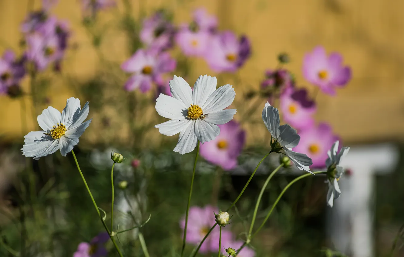 Photo wallpaper autumn, flowers, nature, kosmeya