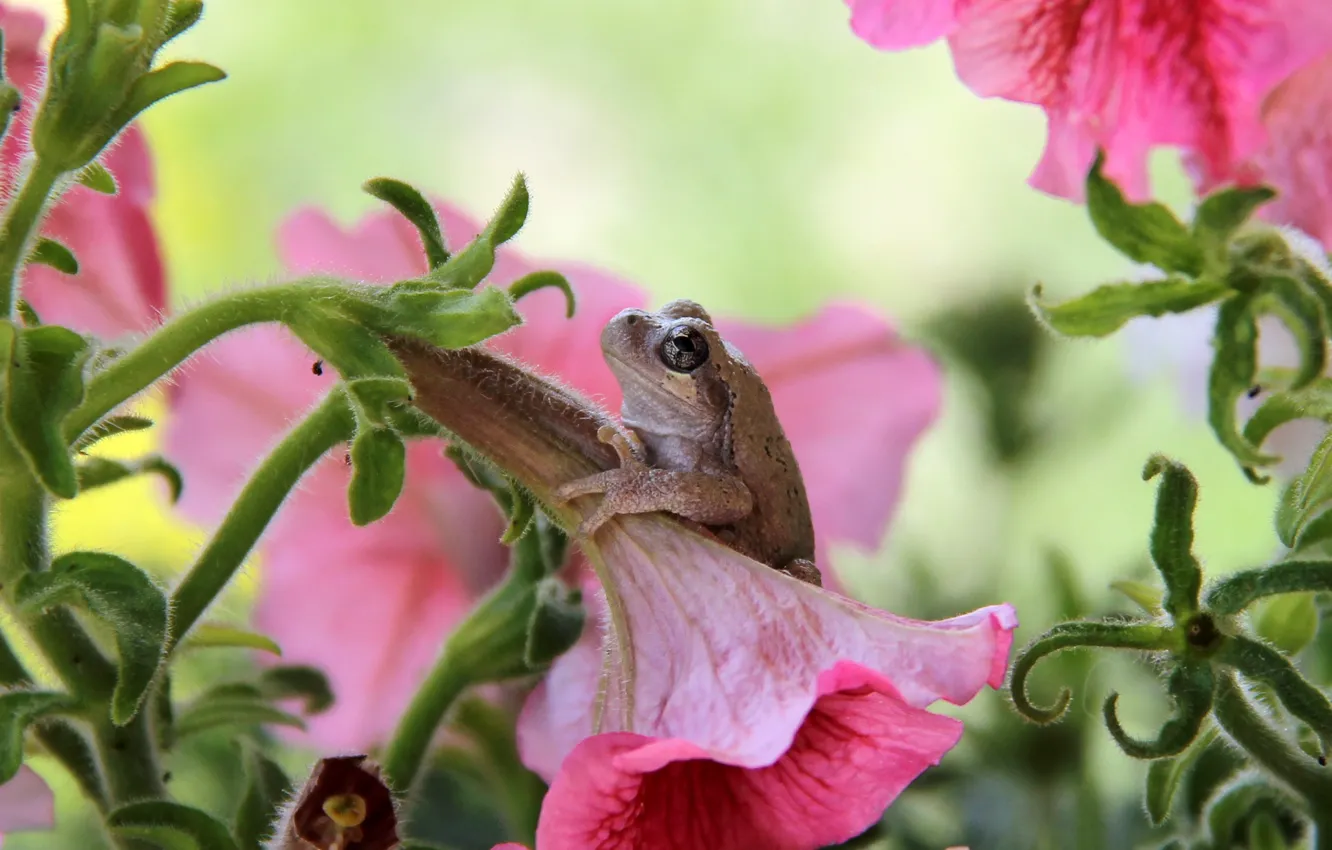 Photo wallpaper eyes, flowers, frog, Petunia, baby
