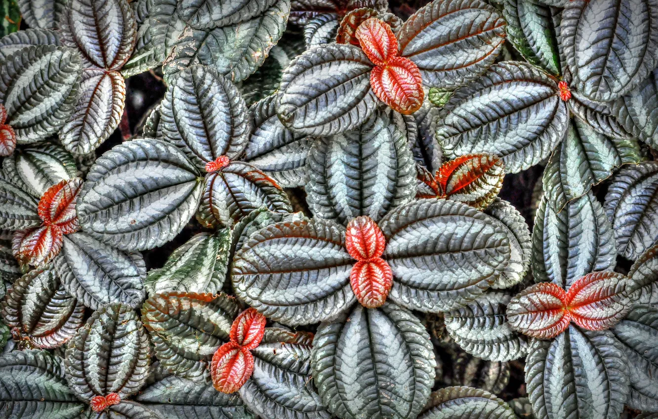 Photo wallpaper leaves, nature, plant, Coleus In Bloom