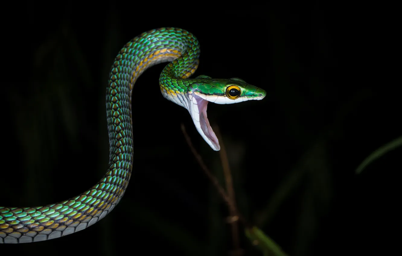 Photo wallpaper night, nature, snake, predator, mouth, hunting, reptile, cold-blooded animal