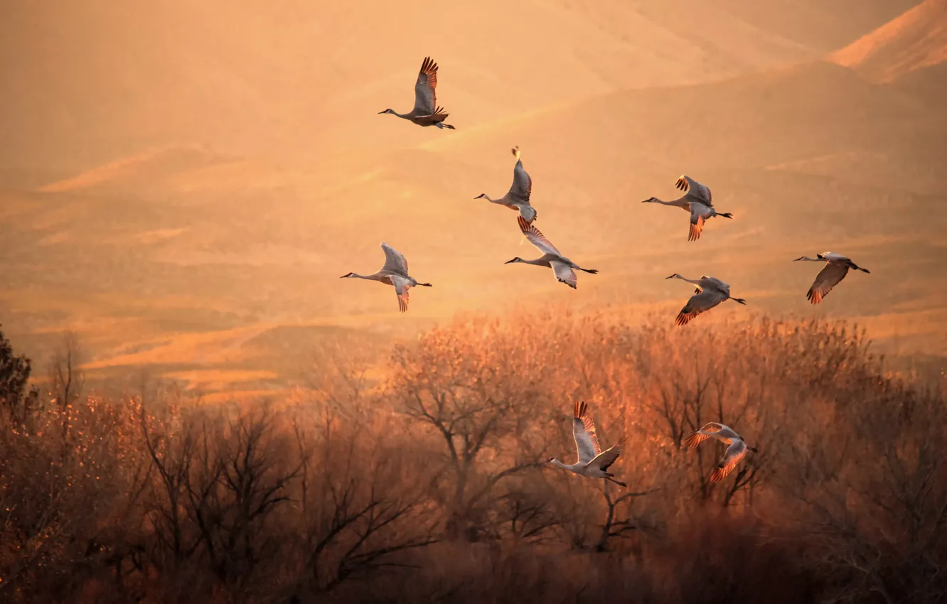 Photo wallpaper light, trees, flight, bird, cranes