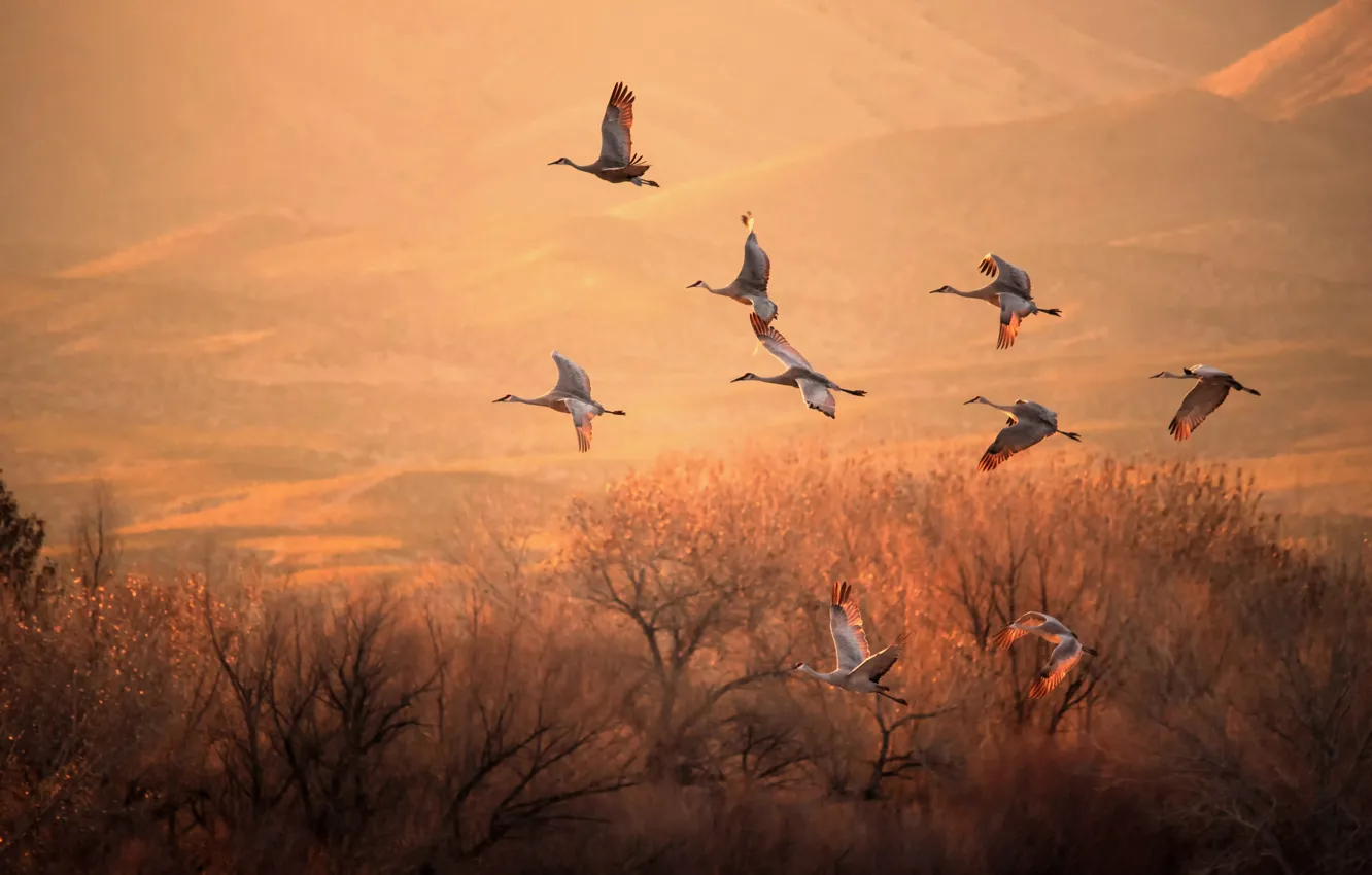 Photo wallpaper light, trees, birds, flight, cranes