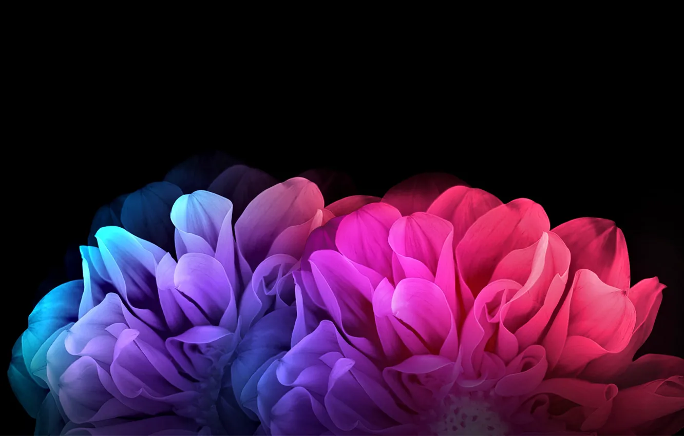 Photo wallpaper flowers, rendering, petals, black background, picture, dahlias, floral fantasy, the rainbow flares