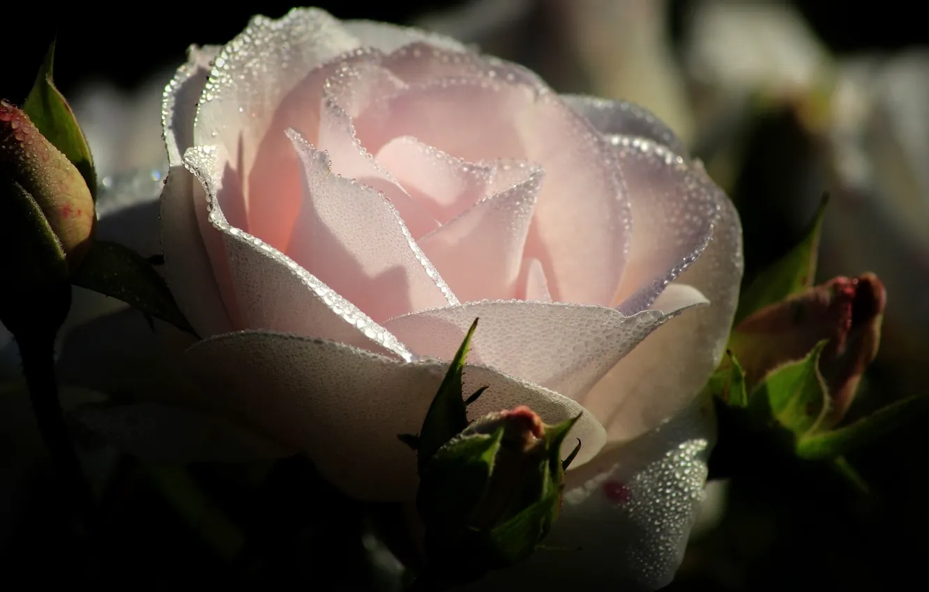 Photo wallpaper Rosa, rose, petals
