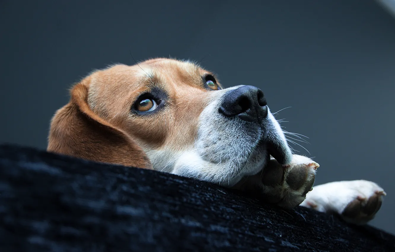 Photo wallpaper face, dog, paws, lies, breed, Beagle