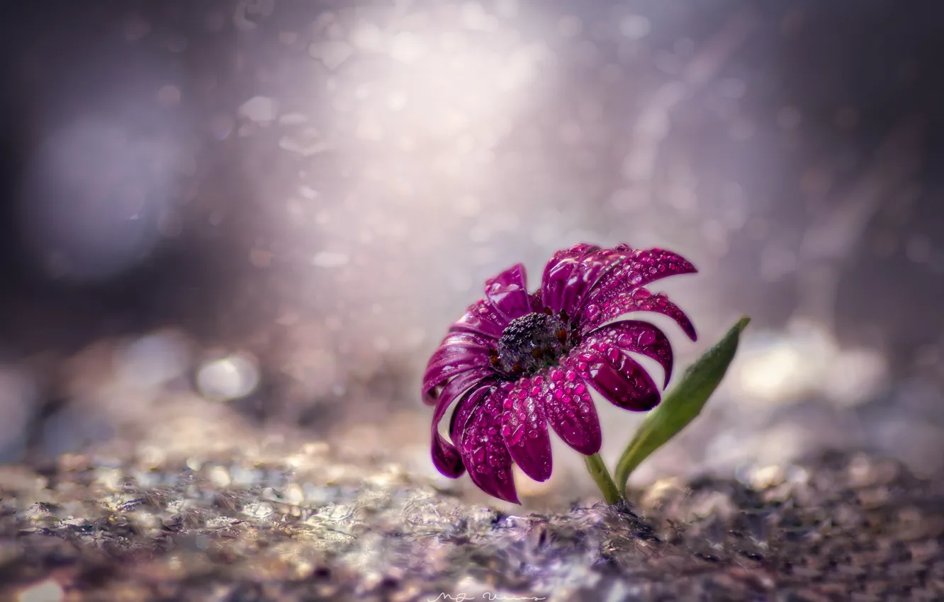 Photo wallpaper flower, water, drops, macro, bokeh