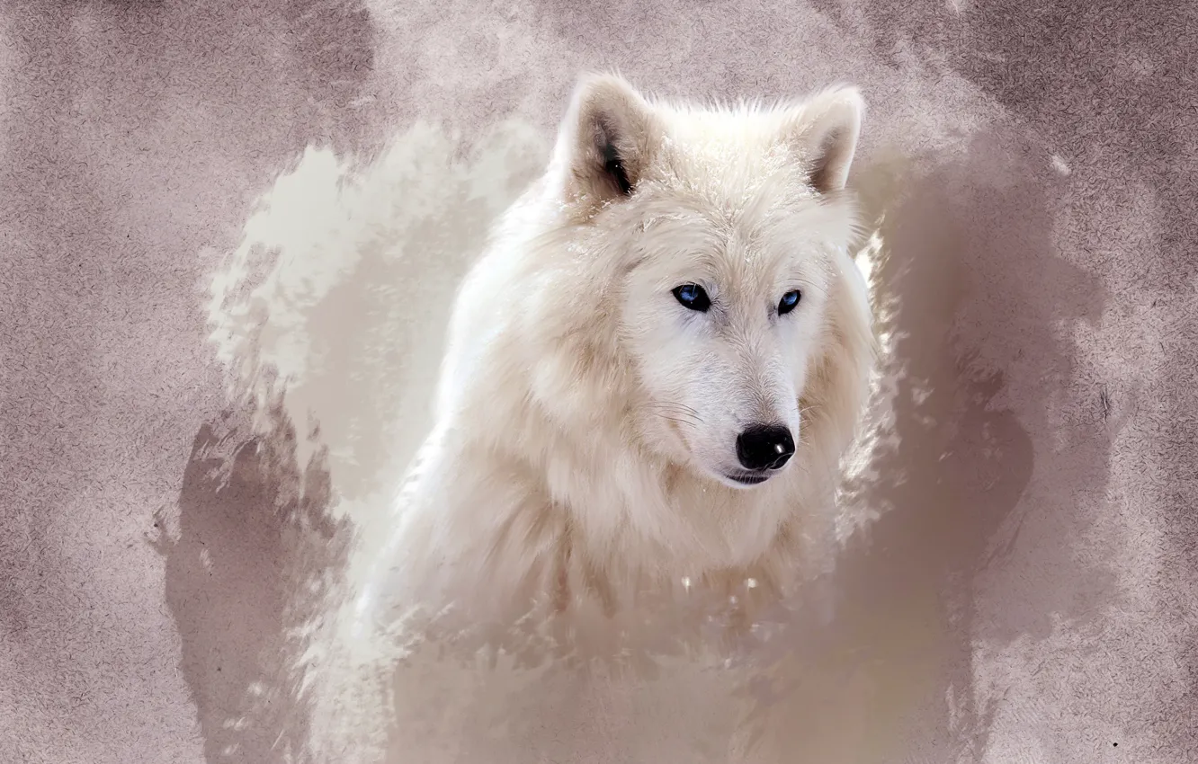 Photo wallpaper white, eyes, face, wolf