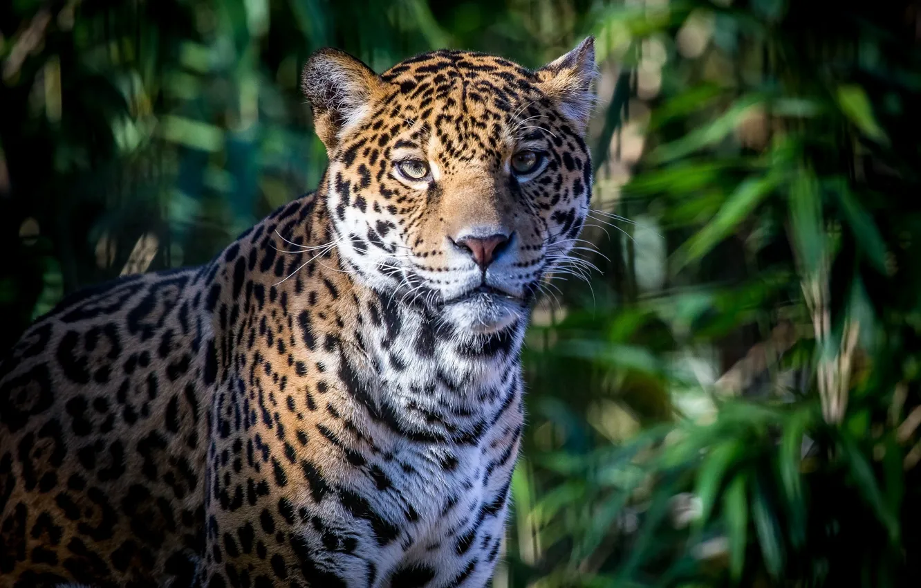 Photo wallpaper face, foliage, shadow, predator, spot, Jaguar, wild cat