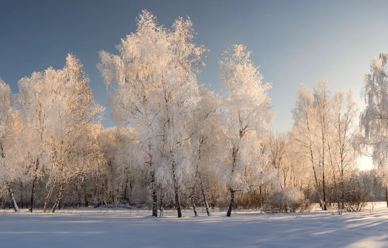 Photo wallpaper winter, frost, field, forest, the sky, light, snow, nature