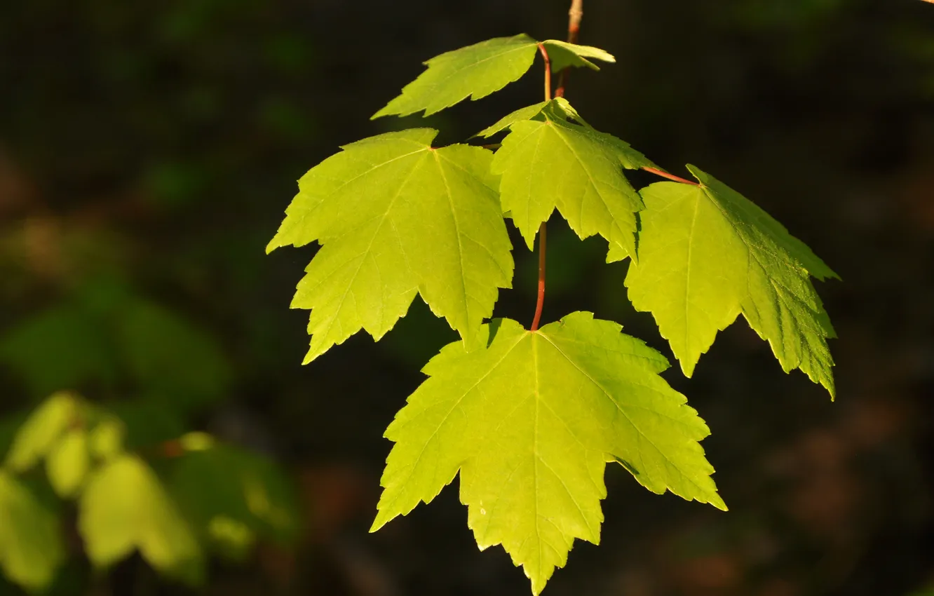 Photo wallpaper light, sprig, background, color, leaf, green, bright