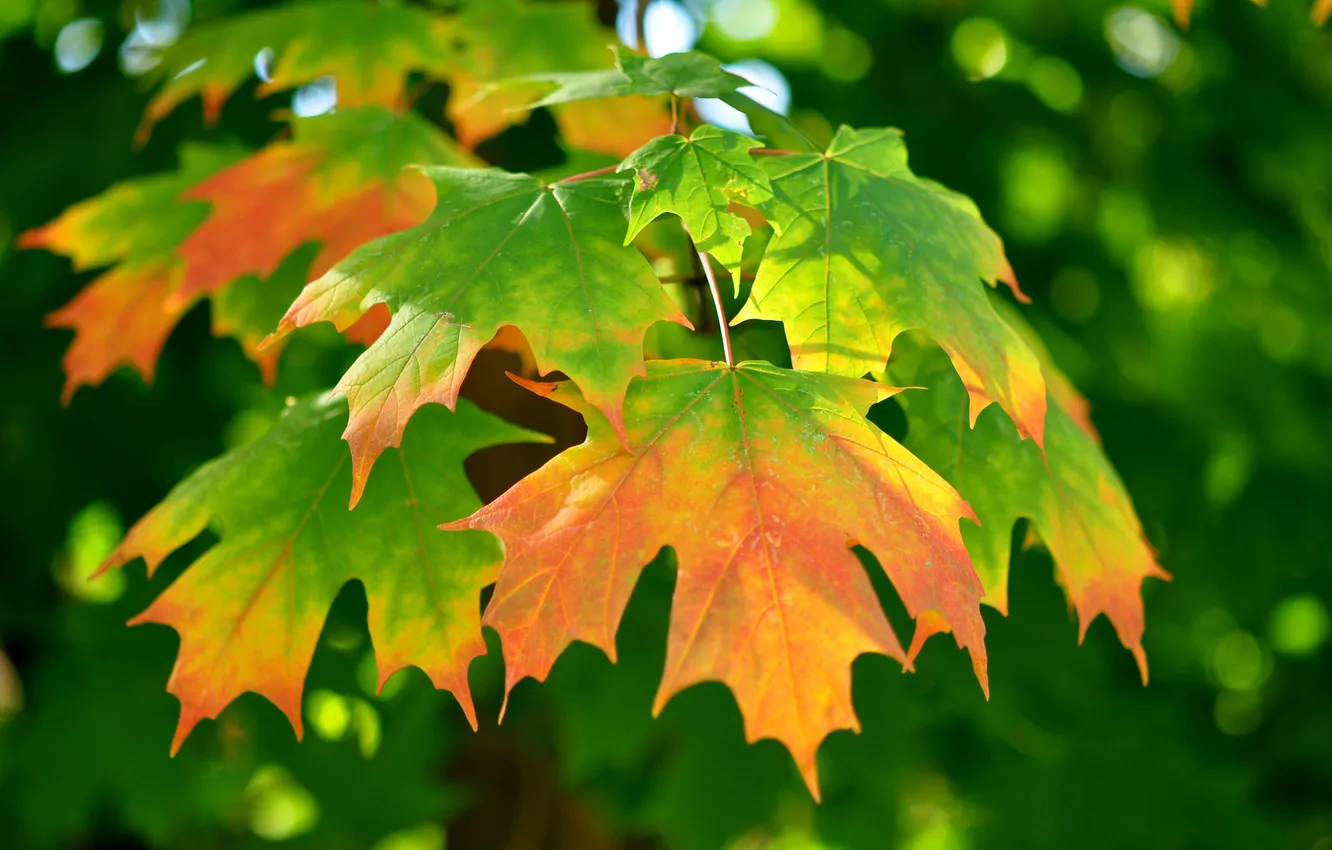 Photo wallpaper leaves, maple, autumn
