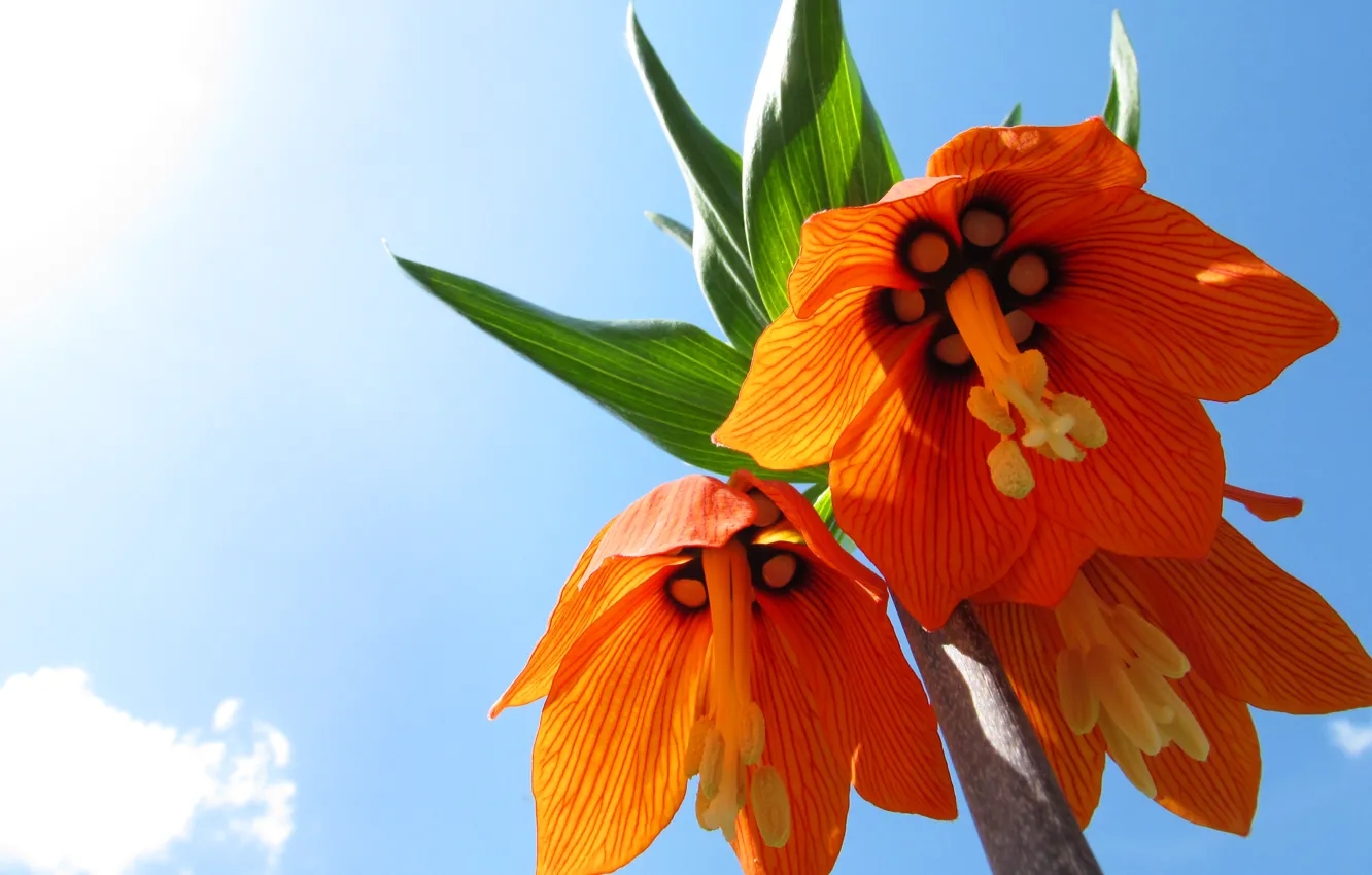 Photo wallpaper the sky, macro, flowers, orange, background, Wallpaper, widescreen, flowers