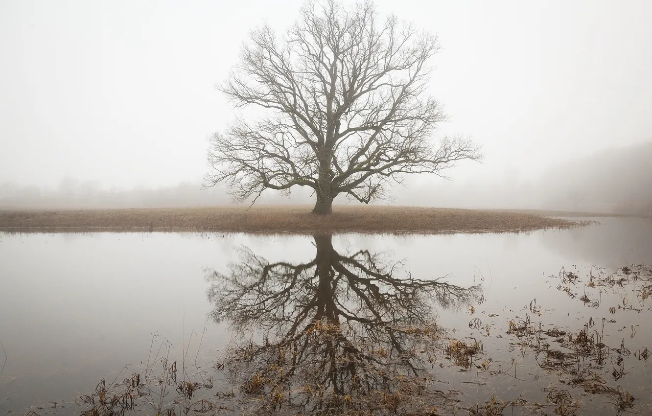 Photo wallpaper trees, nature, fog