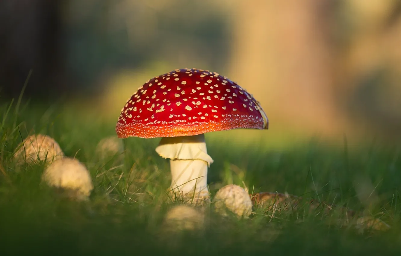 Photo wallpaper forest, mushrooms, toadstool, Amanita muscaria