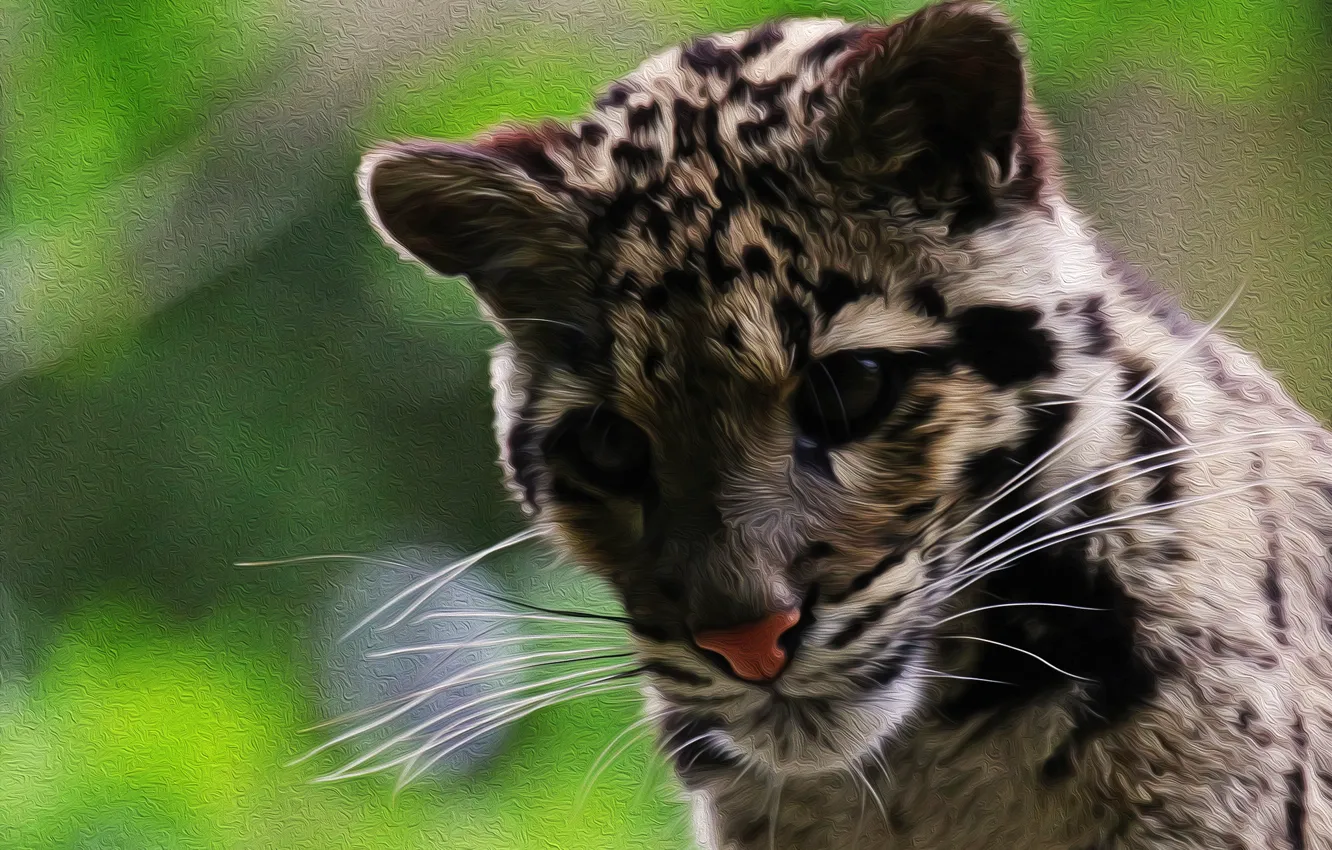 Photo wallpaper cat, color, clouded leopard