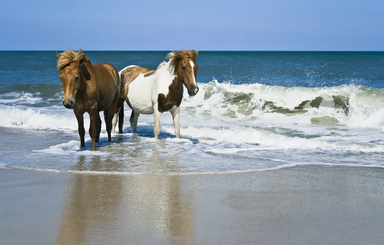Photo wallpaper sand, sea, Horse
