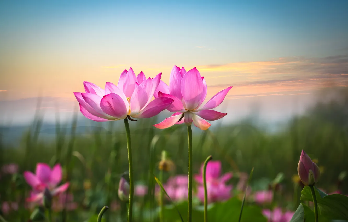 Photo wallpaper petals, Lotus, pink