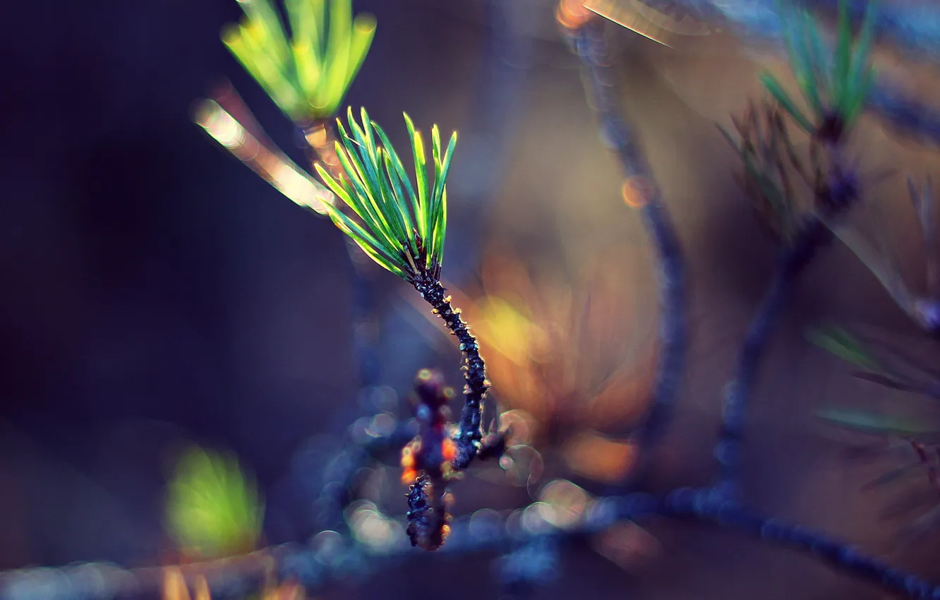 Photo wallpaper greens, macro, sprig, Rostock, needles, bokeh