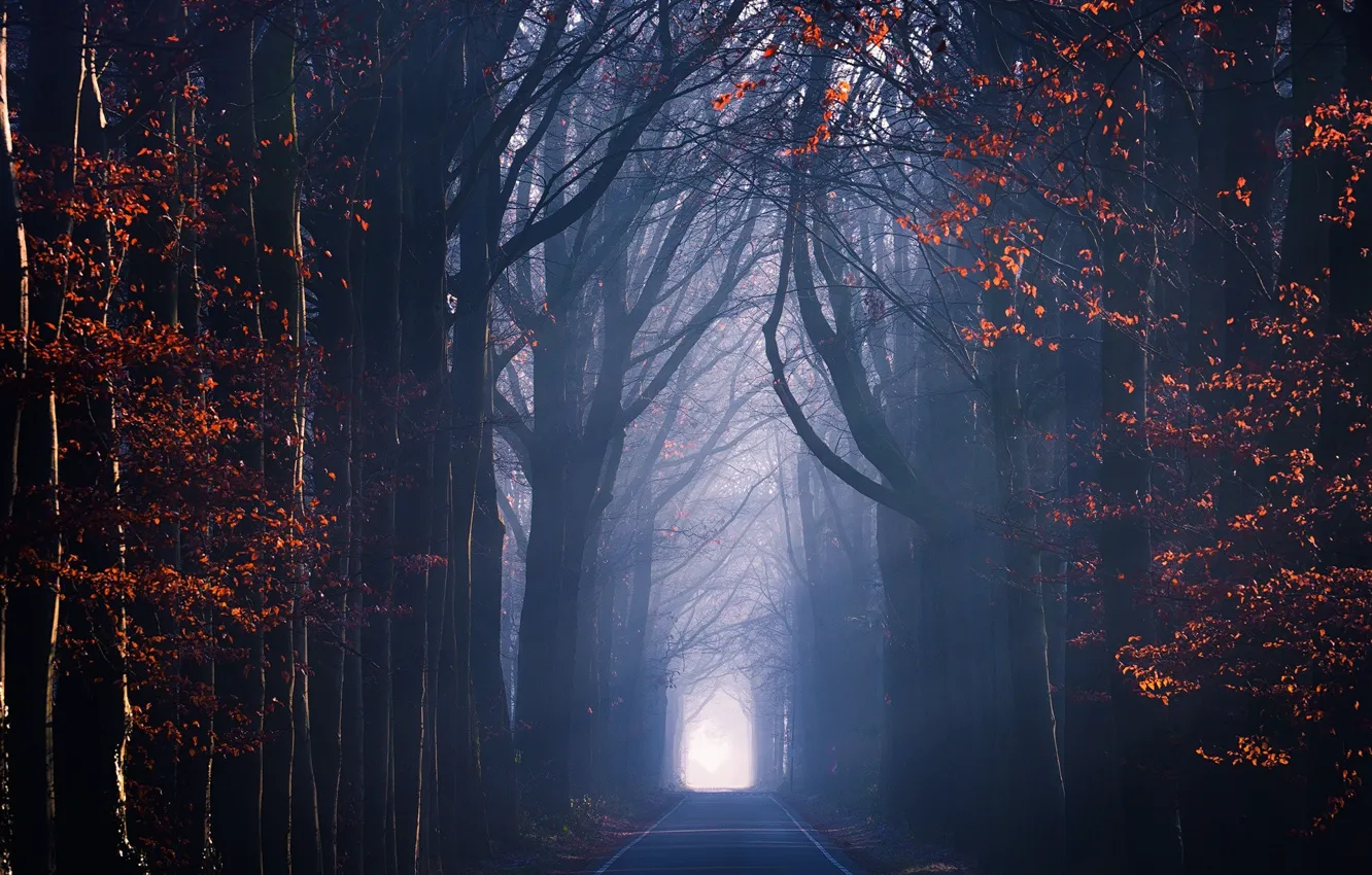 Photo wallpaper road, autumn, light, trees, foliage, haze