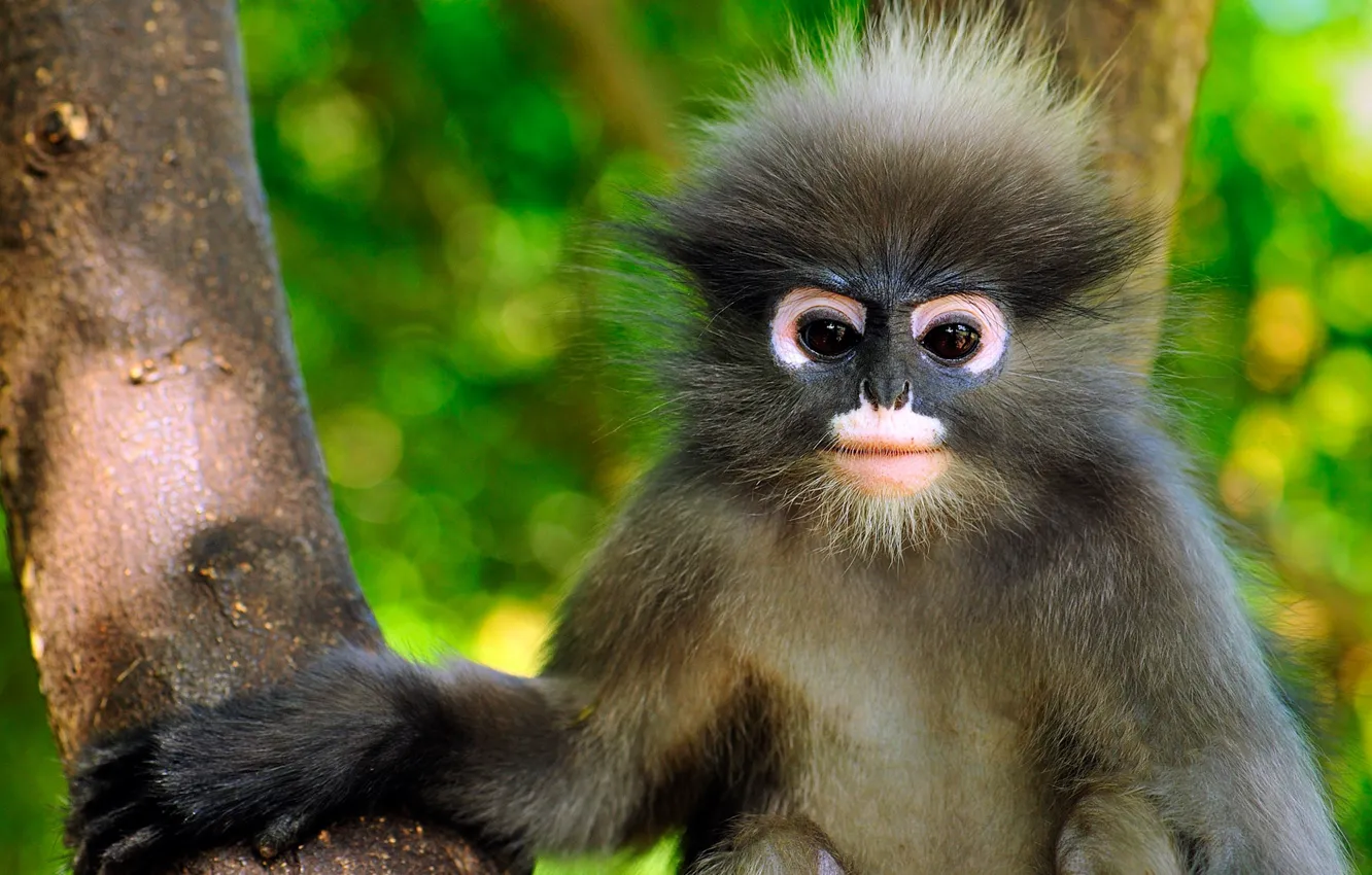 Photo wallpaper Thailand, the primacy of, Eyeglass encotel, Khao Sam Roi Yot National Park