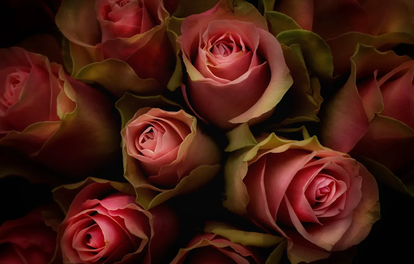 Photo wallpaper macro, roses, bouquet, buds