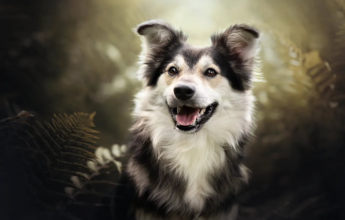 Photo wallpaper face, joy, dog, fern, bokeh