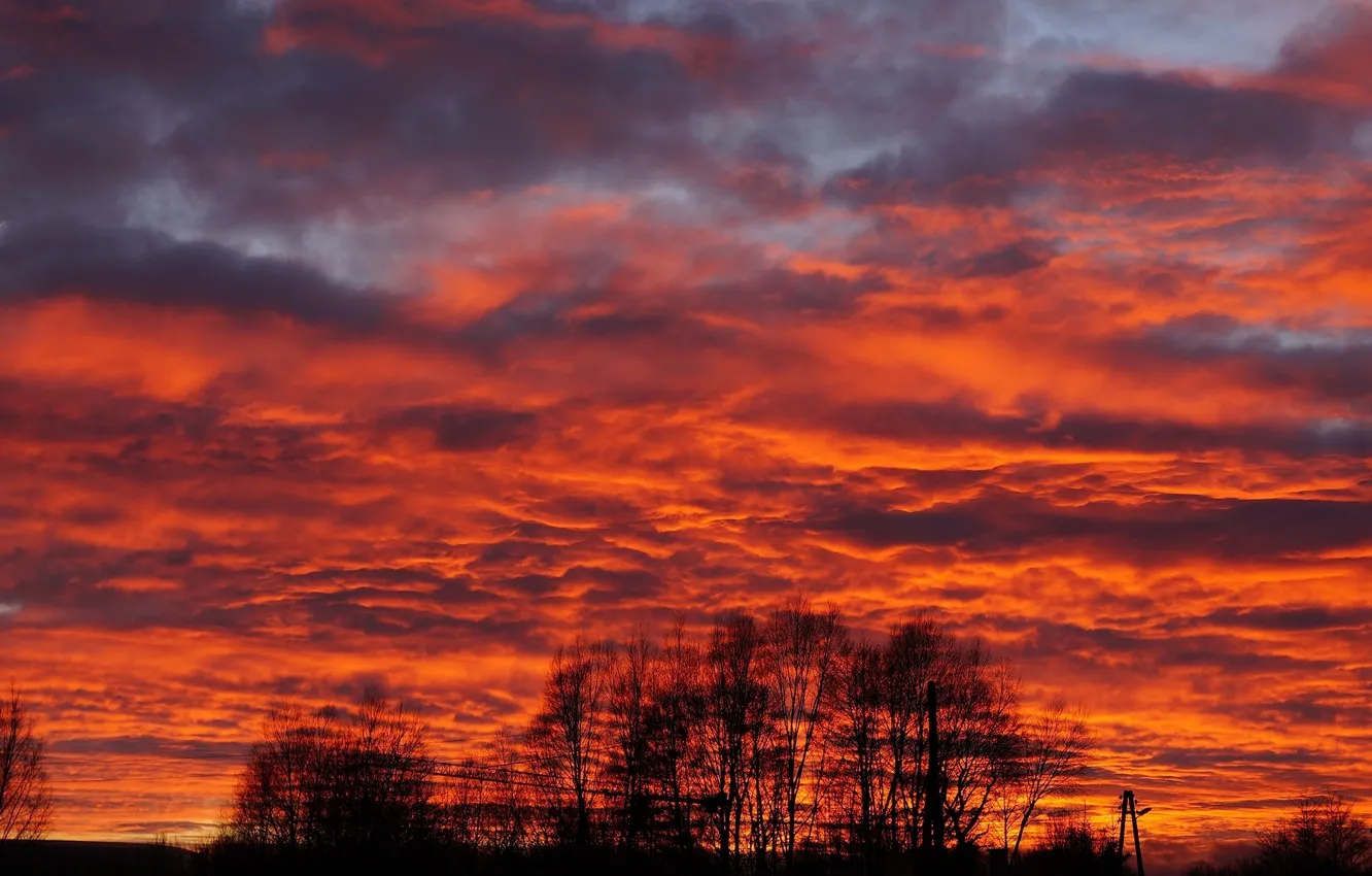 Photo wallpaper sky, sunset, tree