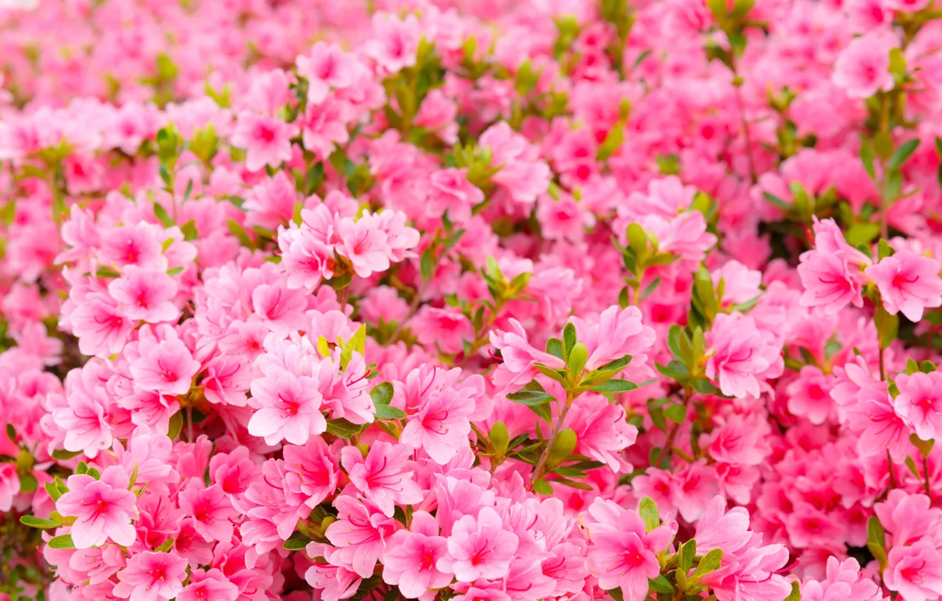 Photo wallpaper flowers, spring, pink, flowering, pink, blossom, spring, Azalea