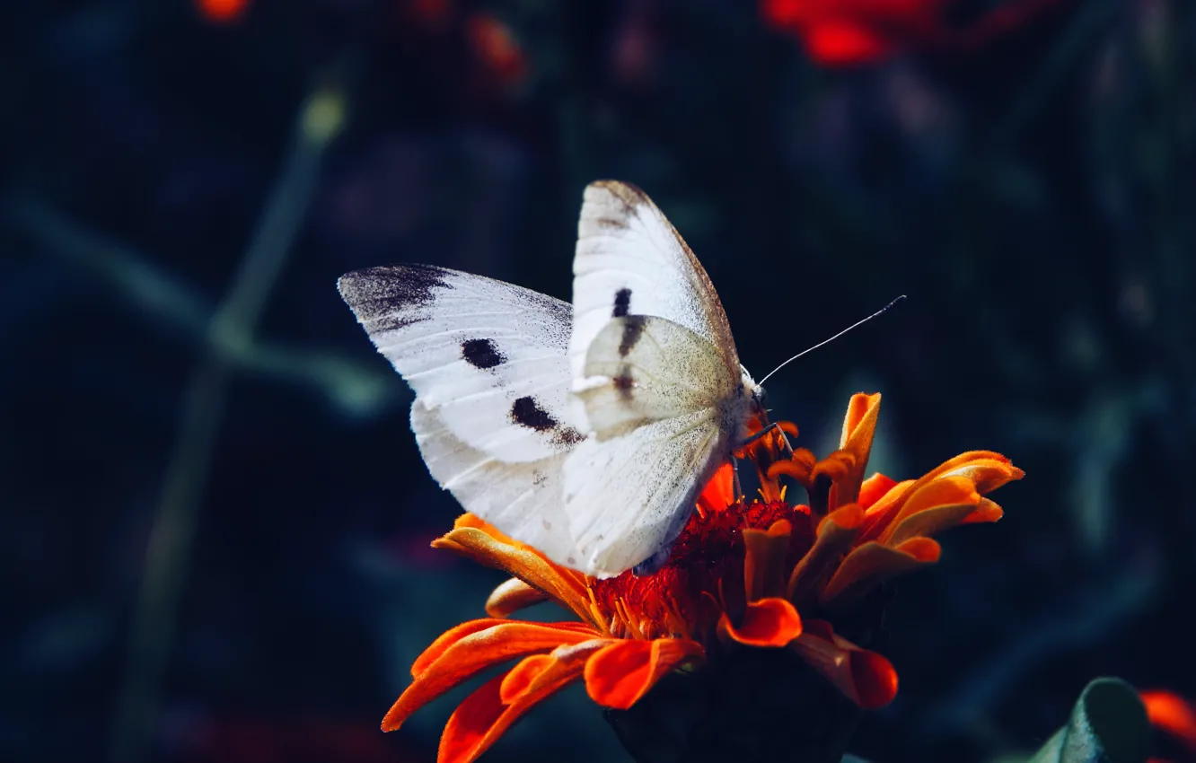 Photo wallpaper flower, macro, butterfly
