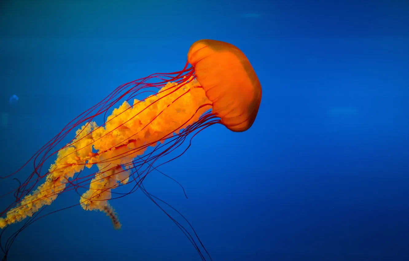 Photo wallpaper orange, the ocean, blue, jellyfish