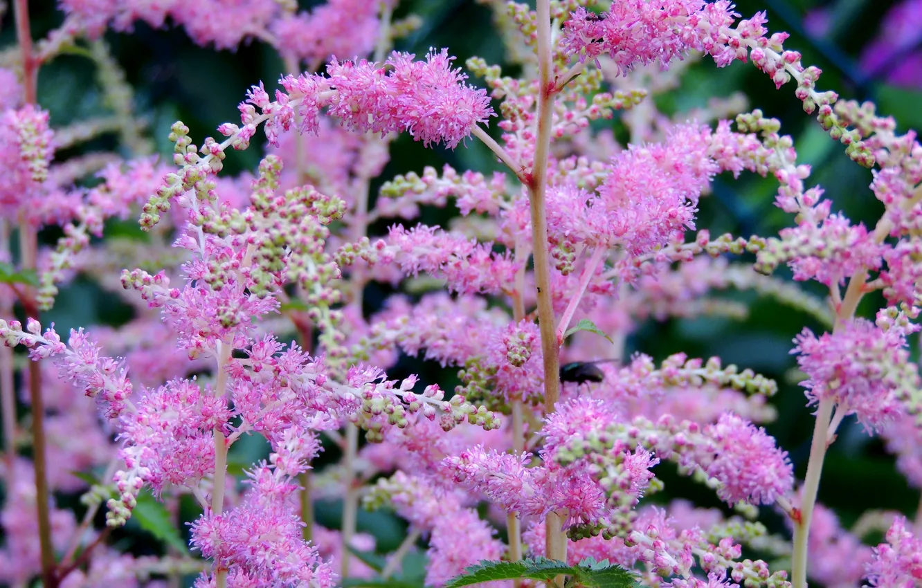 Photo wallpaper flowers, nature, plant, texture