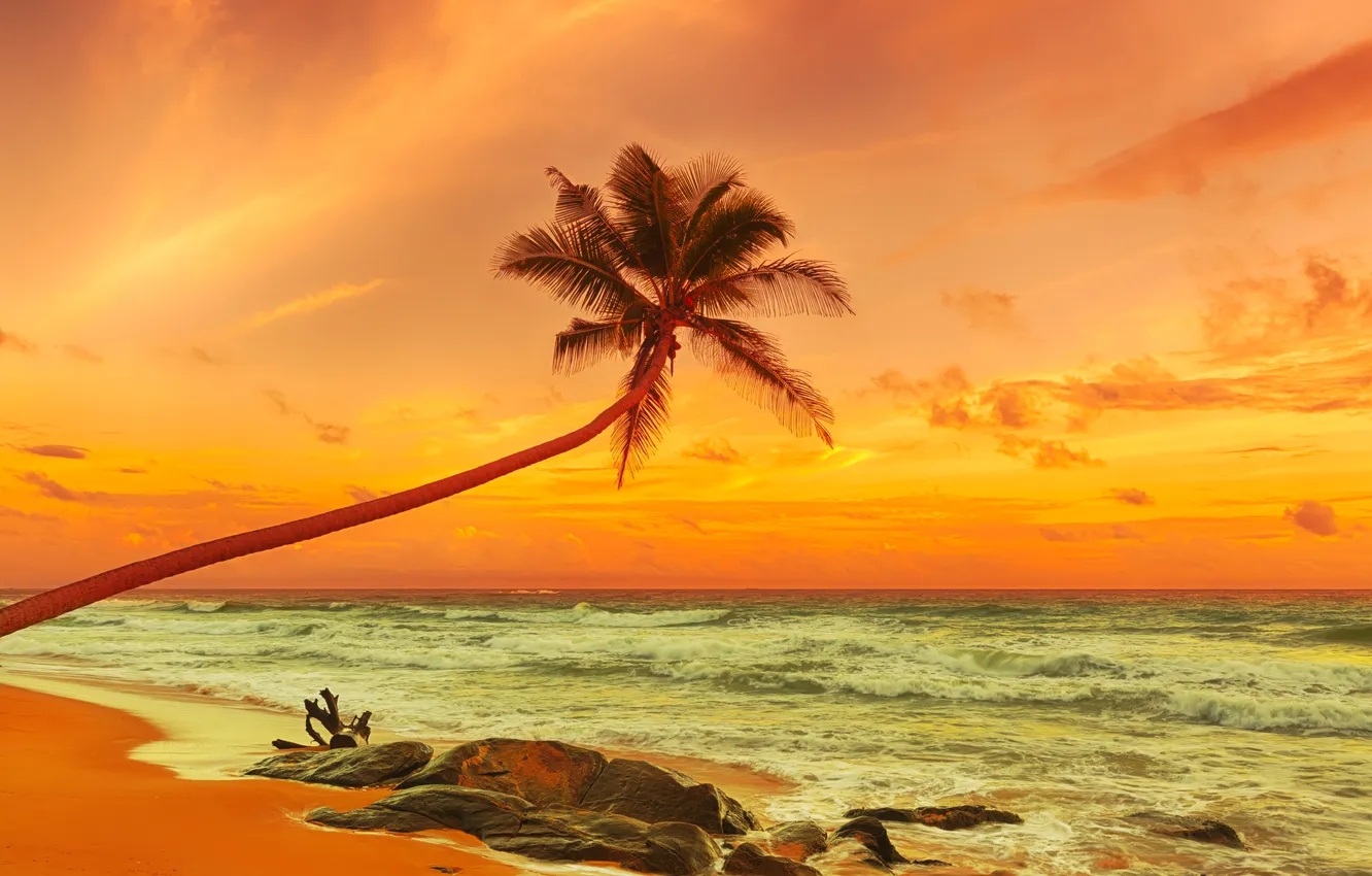 Photo wallpaper sand, sea, beach, sunset, palm trees, shore, beach, sea