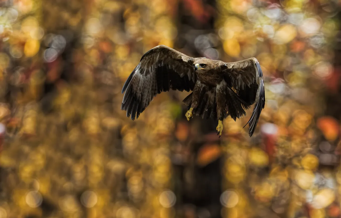 Photo wallpaper nature, bird, Tawny Eagle Landing