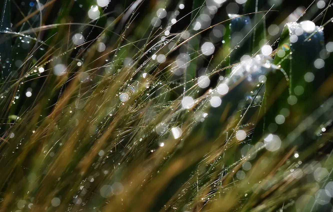 Photo wallpaper grass, macro, light