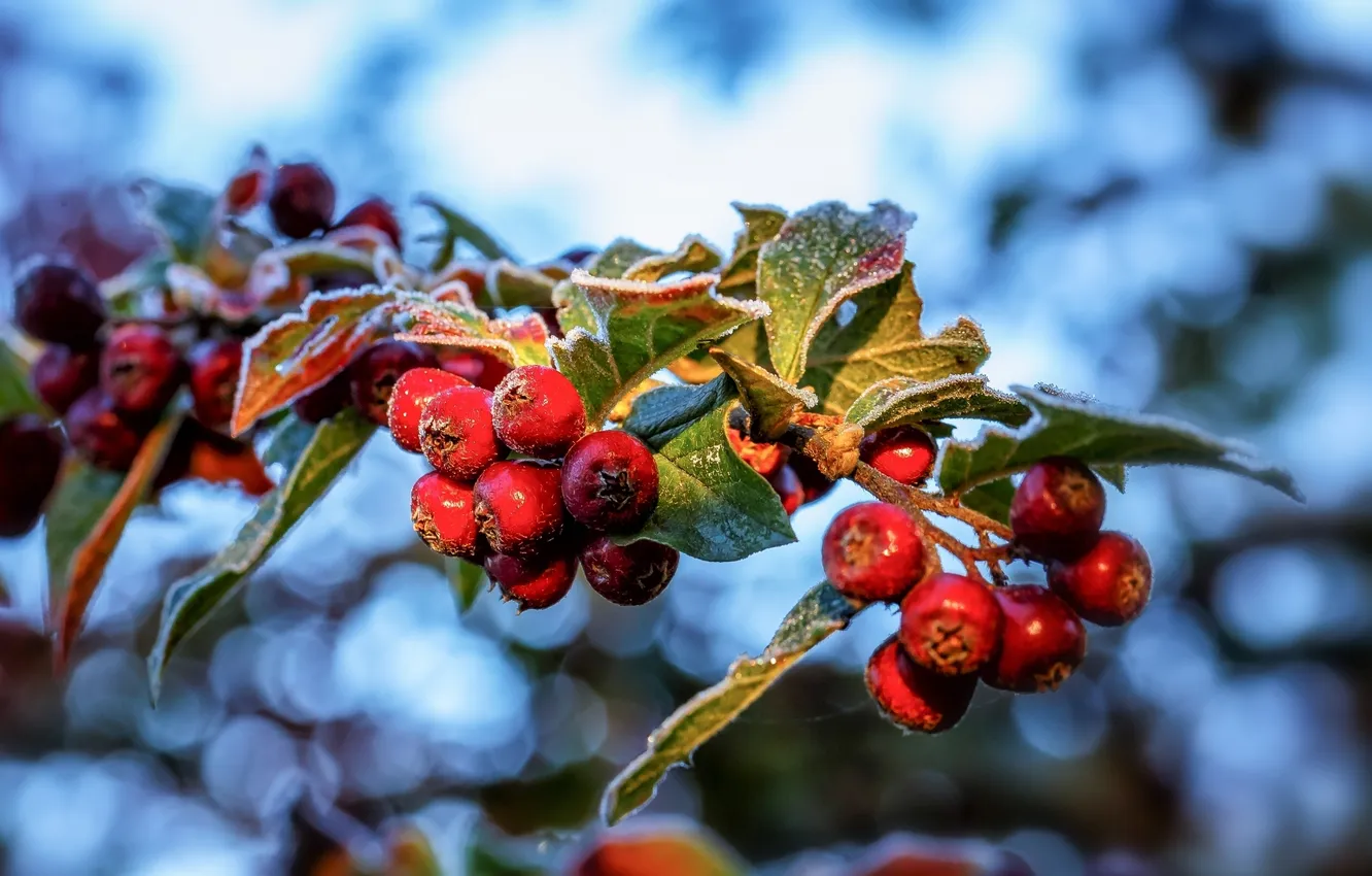 Photo wallpaper frost, leaves, macro, branches, berries
