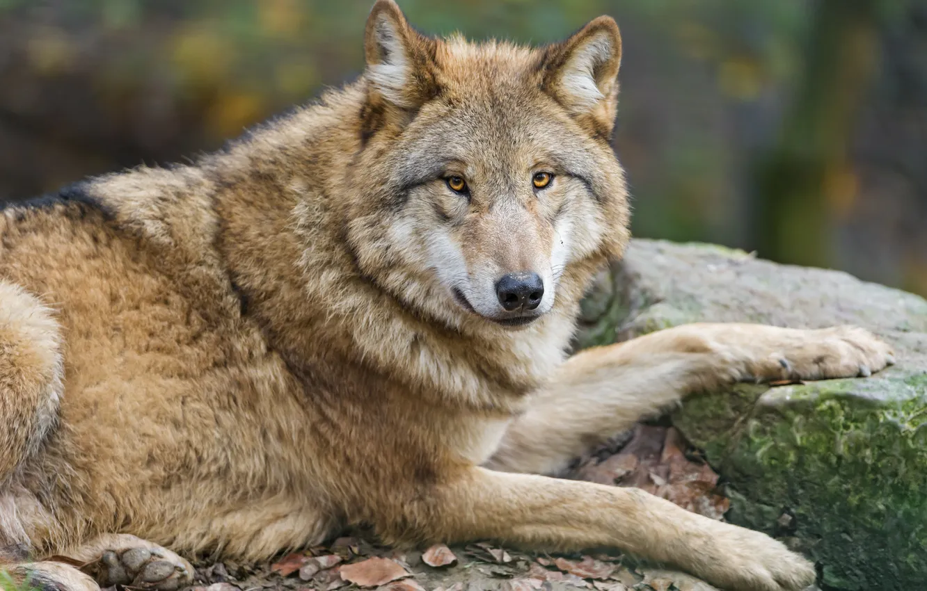 Photo wallpaper look, wolf, predator, ©Tambako The Jaguar