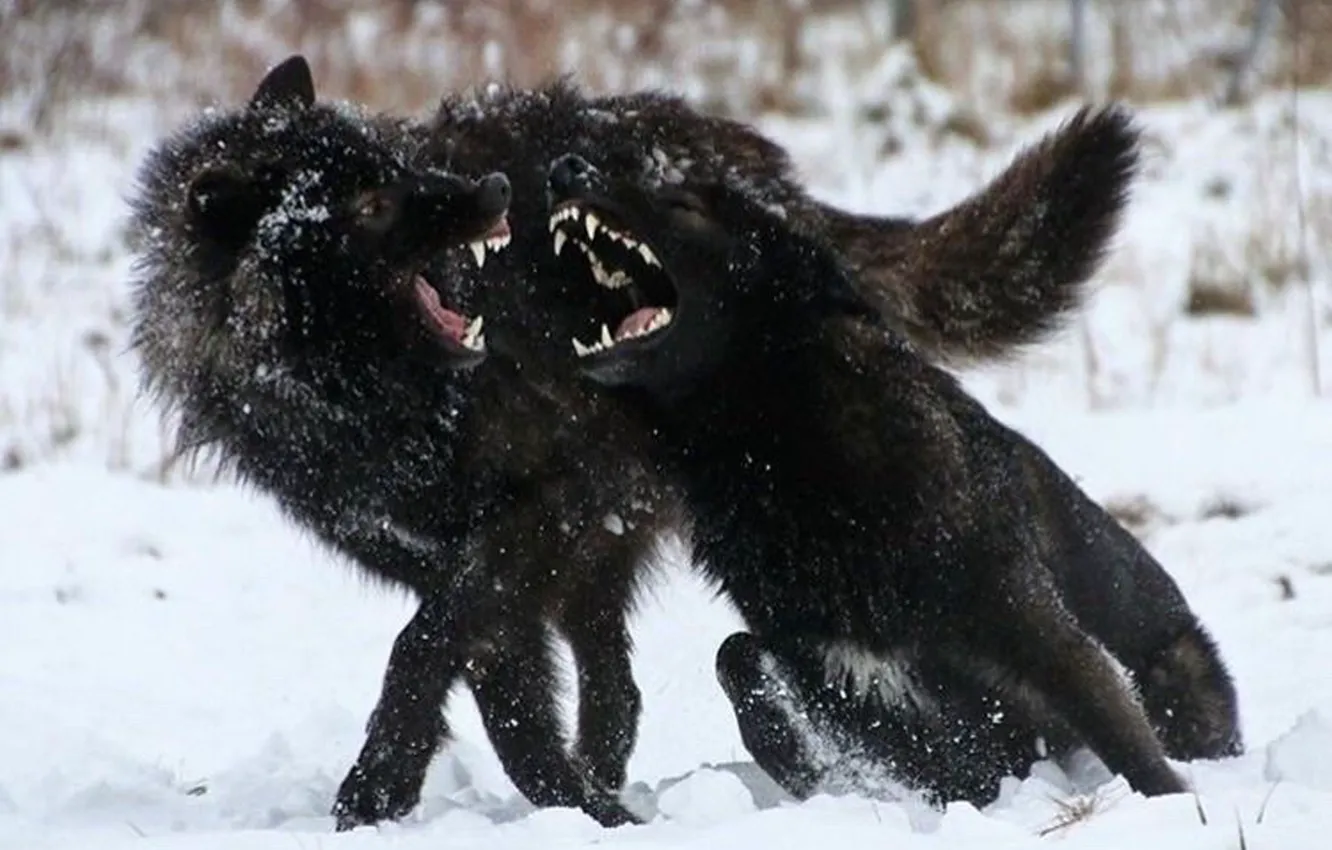 Photo wallpaper Predator, nature, animal, wolf, wildlife, portrait, portrait., Canis lupus. face