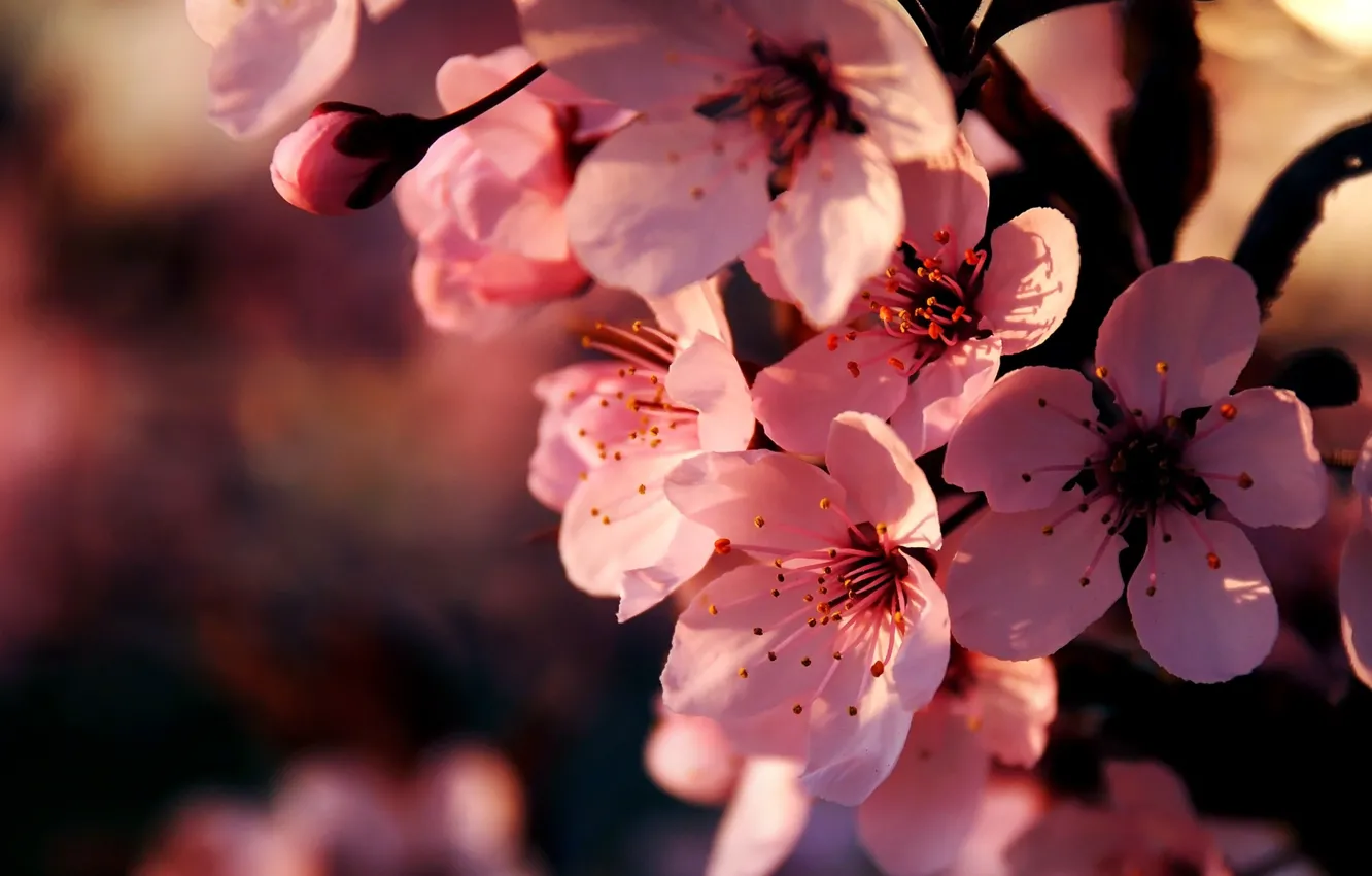Photo wallpaper macro, flowers, cherry, branch, spring, Sakura, pink, flowering