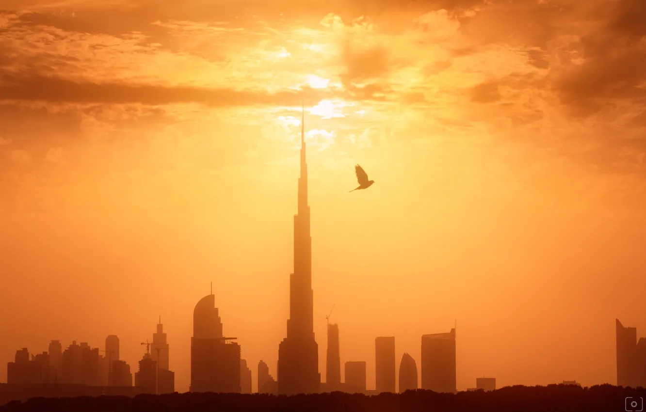 Photo wallpaper light, the city, bird, morning, Dubai, UAE