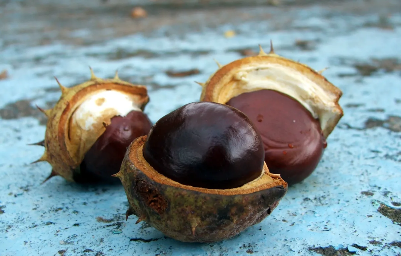 Photo wallpaper nuts, peel, chestnuts