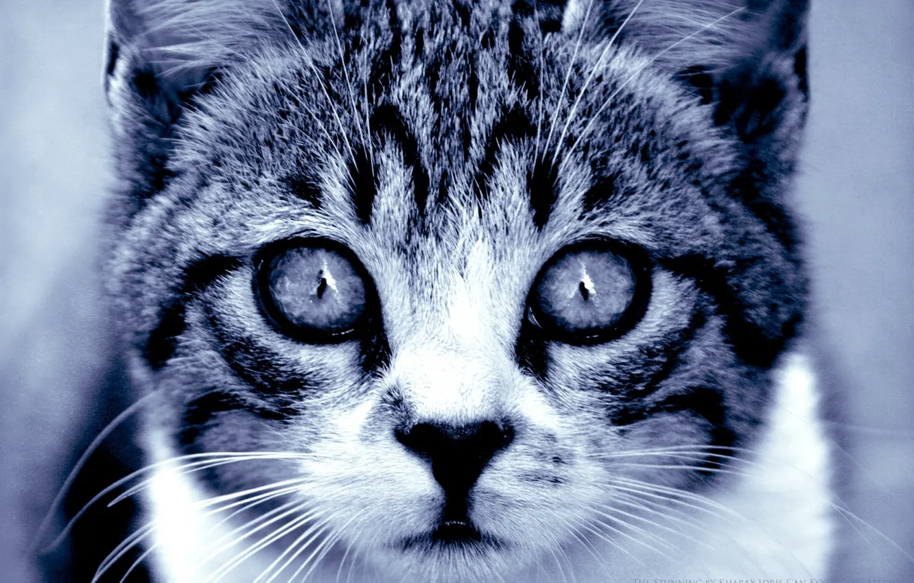 Photo wallpaper cat, eyes, look, predator