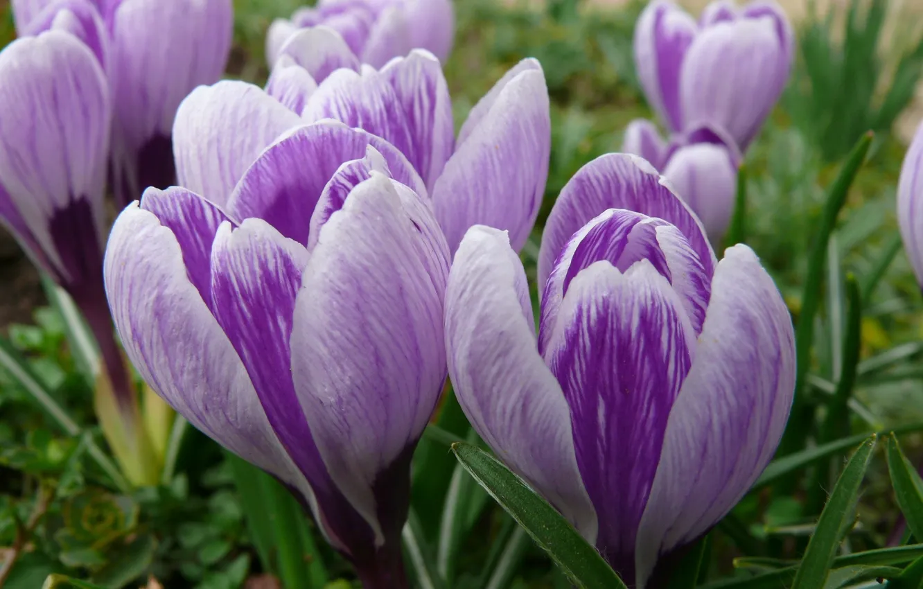 Photo wallpaper macro, flowers, spring, crocuses, buds, primrose