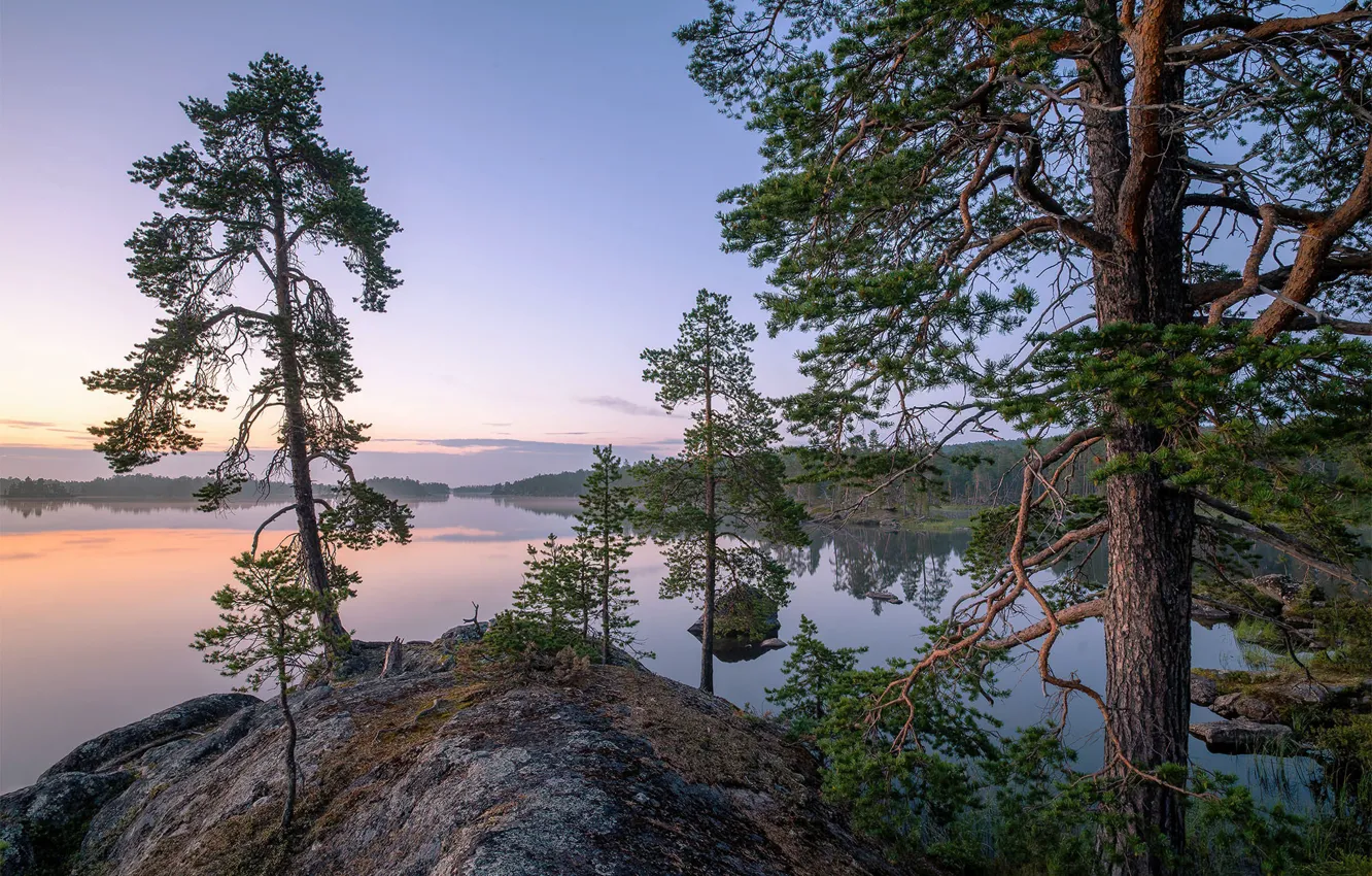 Photo wallpaper trees, lake, pine, Finland, Finland, Lapland, Lapland, Lake Inari